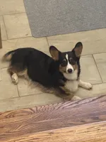 Daisy, a female Pembroke Welsh Corgi for sale in Glastonbury, CT – 2 of 5