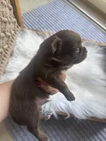 Zachary, a male Chihuahua for sale in Glastonbury, CT – 2 of 8