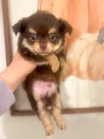 Bentley, a male Chihuahua for sale in Glastonbury, CT – 3 of 5