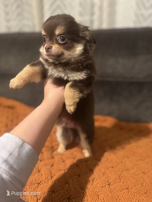 Woody Brown – Chihuahua puppy for sale in Glastonbury, CT