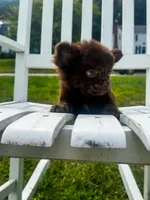 Zen, a male Chihuahua for sale in Glastonbury, CT – 3 of 5