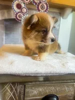 Fettucine ( Fat Boy ), a male Pembroke Welsh Corgi for sale in Glastonbury, CT – 9 of 10