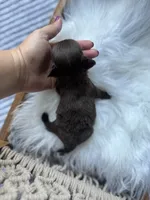 Zuri, a female Chihuahua for sale in Glastonbury, CT – 8 of 10