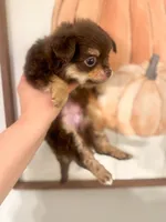 Bentley, a male Chihuahua for sale in Glastonbury, CT – 4 of 5