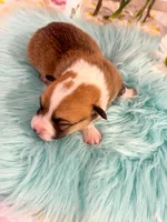 Alfredo, a male Pembroke Welsh Corgi for sale in Glastonbury, CT – 2 of 5