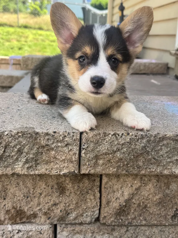 Tortellini  – Pembroke Welsh Corgi puppy for sale in Glastonbury, CT