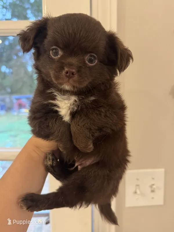 Benz – Chihuahua puppy for sale in Glastonbury, CT