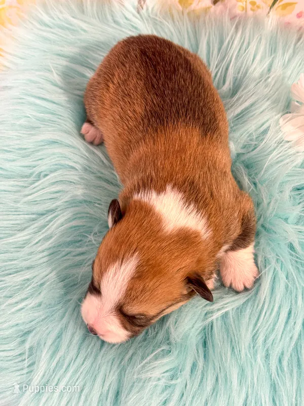 Fettucine – Pembroke Welsh Corgi puppy for sale in Glastonbury, CT