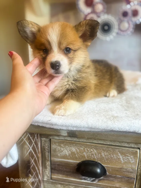 Fettucine ( Fat Boy ) – Pembroke Welsh Corgi puppy for sale in Glastonbury, CT