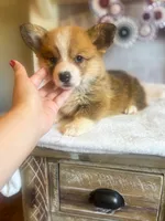 Fettucine ( Fat Boy ), a male Pembroke Welsh Corgi for sale in Glastonbury, CT – 6 of 10