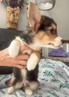 Jingle, a male Pembroke Welsh Corgi for sale in Glastonbury, CT – Photo 2 of 3