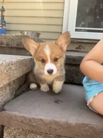 Fettucine ( Fat Boy ), a male Pembroke Welsh Corgi for sale in Glastonbury, CT – 5 of 10