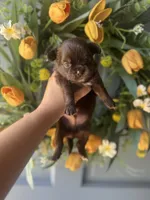 Zachary, a male Chihuahua for sale in Glastonbury, CT – 6 of 8