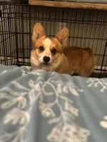 Finn, a male Pembroke Welsh Corgi for sale in Glastonbury, CT – 6 of 9