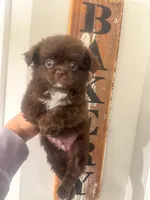 Benz, a male Chihuahua for sale in Glastonbury, CT – 3 of 5