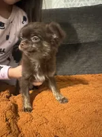 Chico, a male Chihuahua for sale in Glastonbury, CT – 3 of 6