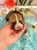 Penne, a female Pembroke Welsh Corgi for sale in Glastonbury, CT – 1 of 5