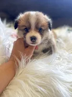 Fettucine ( Fat Boy ), a male Pembroke Welsh Corgi for sale in Glastonbury, CT – 3 of 7