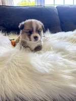 Fettucine ( Fat Boy ), a male Pembroke Welsh Corgi for sale in Glastonbury, CT – 4 of 7