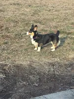 Daisy, a female Pembroke Welsh Corgi for sale in Glastonbury, CT – 3 of 5
