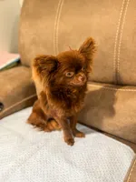 Teddy, a male Chihuahua for sale in Glastonbury, CT – 5 of 5
