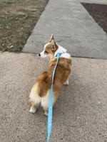Finn, a male Pembroke Welsh Corgi for sale in Glastonbury, CT – 8 of 9