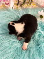 Tortellini , a male Pembroke Welsh Corgi for sale in Glastonbury, CT – 4 of 4