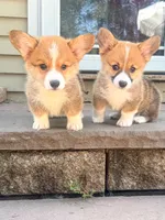 Fettucine ( Fat Boy ), a male Pembroke Welsh Corgi for sale in Glastonbury, CT – 4 of 10