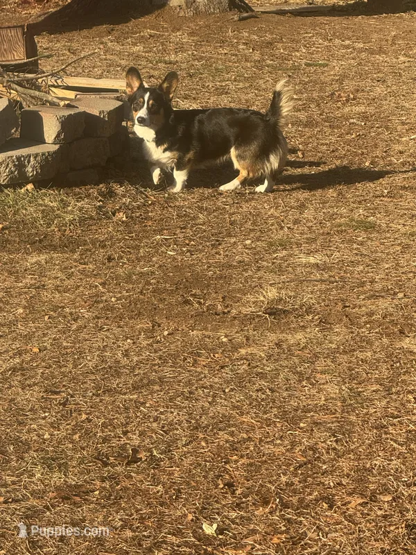 Daisy – Pembroke Welsh Corgi puppy for sale in Glastonbury, CT