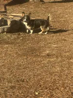 Daisy, a female Pembroke Welsh Corgi for sale in Glastonbury, CT – 1 of 5