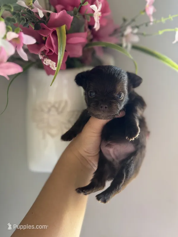 Zen – Chihuahua puppy for sale in Glastonbury, CT