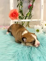 Fettucine, a male Pembroke Welsh Corgi for sale in Glastonbury, CT – 5 of 5
