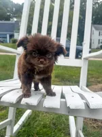 Zachary, a male Chihuahua for sale in Glastonbury, CT – 2 of 9