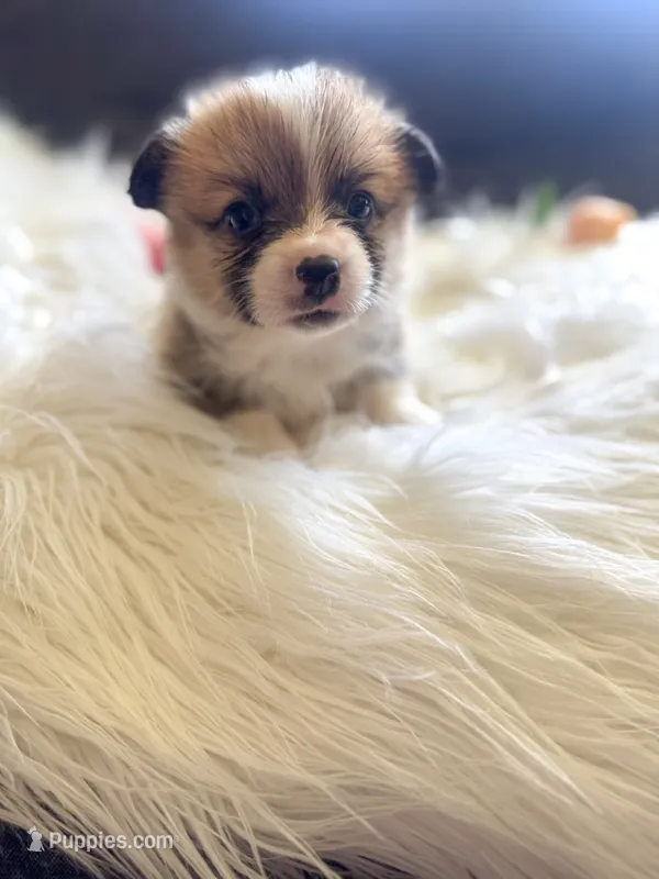 Alfredo – Pembroke Welsh Corgi puppy for sale in Glastonbury, CT