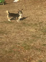 Daisy, a female Pembroke Welsh Corgi for sale in Glastonbury, CT – 5 of 5