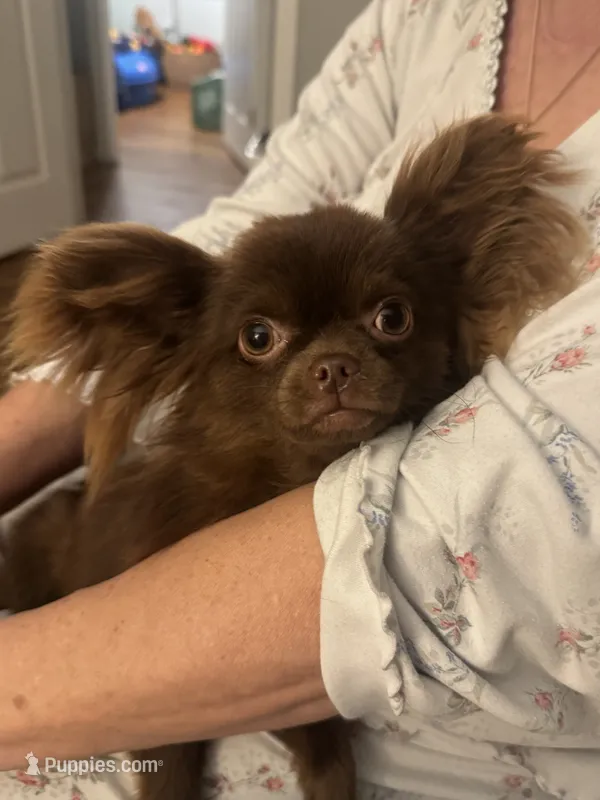 Teddy – Chihuahua puppy for sale in Glastonbury, CT