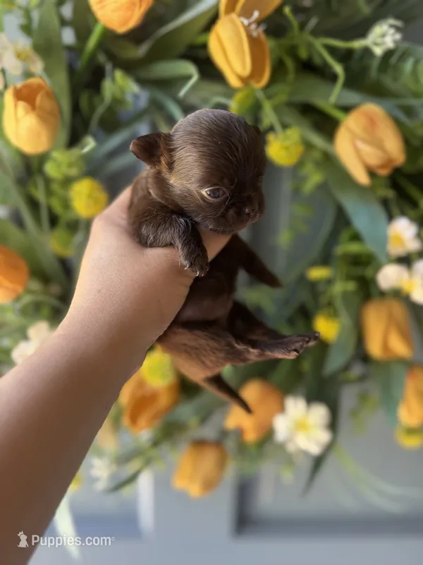 Zuri – Chihuahua puppy for sale in Glastonbury, CT