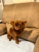 Teddy, a male Chihuahua for sale in Glastonbury, CT – 3 of 5