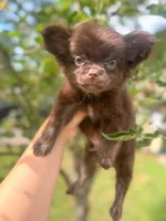 Zen, a male Chihuahua for sale in Glastonbury, CT – 5 of 5