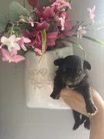 Zachary, a male Chihuahua for sale in Glastonbury, CT – 8 of 8