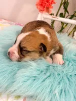 Fettucine, a male Pembroke Welsh Corgi for sale in Glastonbury, CT – 4 of 5