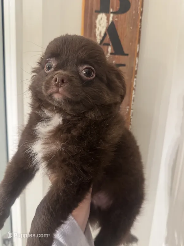 Benz – Chihuahua puppy for sale in Glastonbury, CT
