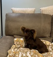 Teddy, a male Chihuahua for sale in Glastonbury, CT – 2 of 5