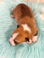 Fettucine, a male Pembroke Welsh Corgi for sale in Glastonbury, CT – 3 of 5