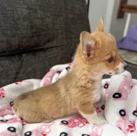 Cookie, a female Pembroke Welsh Corgi for sale in Glastonbury, CT – Photo 1 of 4