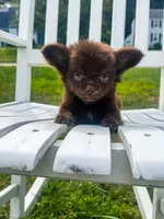 Zen, a male Chihuahua for sale in Glastonbury, CT – 4 of 5