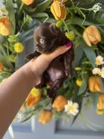 Zuri, a female Chihuahua for sale in Glastonbury, CT – 5 of 10