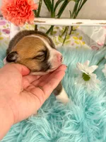 Penne, a female Pembroke Welsh Corgi for sale in Glastonbury, CT – 2 of 5