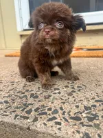Zachary, a male Chihuahua for sale in Glastonbury, CT – 4 of 9