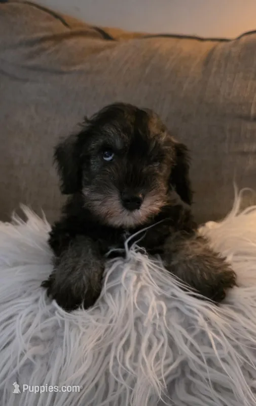 Lucky – Miniature Schnauzer puppy for sale in Murfreesboro, TN